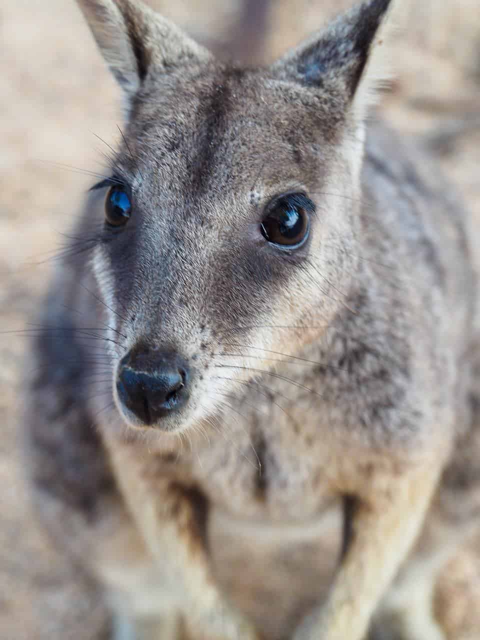 Reduce your food's carbon footprint to save endangered animals / A rock wallaby at Granite Gorge in the Atherton Tablelands, Australia // Travel Mermaid 158