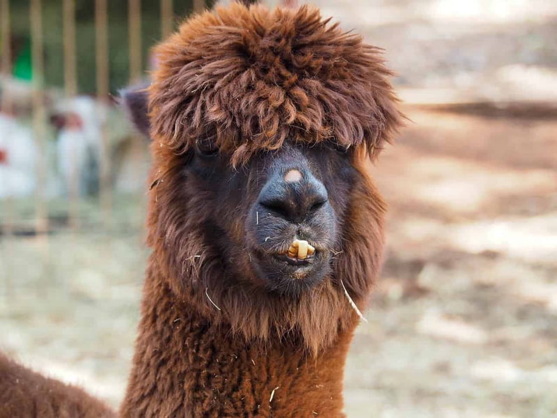 The resident alpaca at Mt Uncle Distillery in North Queensland, Australia // travelmermaid.com