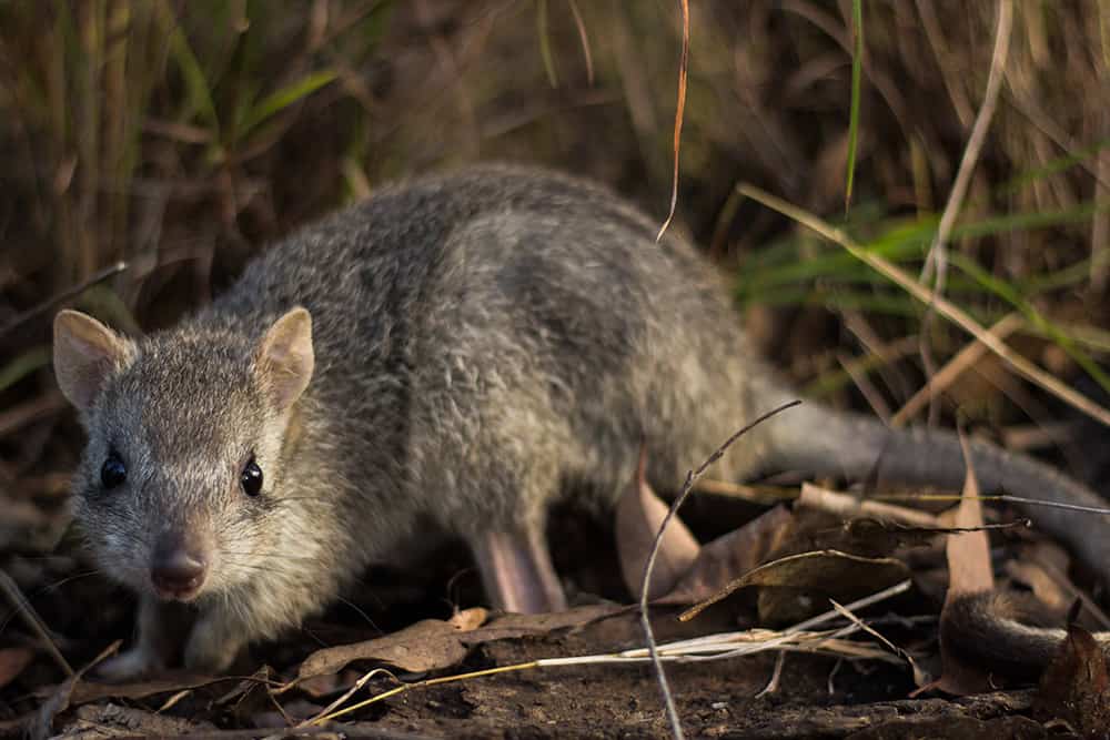 Northern-Bettong-Queensland-Australia-photo-by-Australian-Geographic-Travel-Mermaid