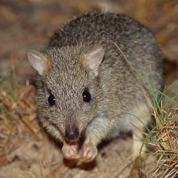 Northern-Bettong-Queensland-Australia- photo by ::wettropics.gov.au ] Travel Mermaid-1