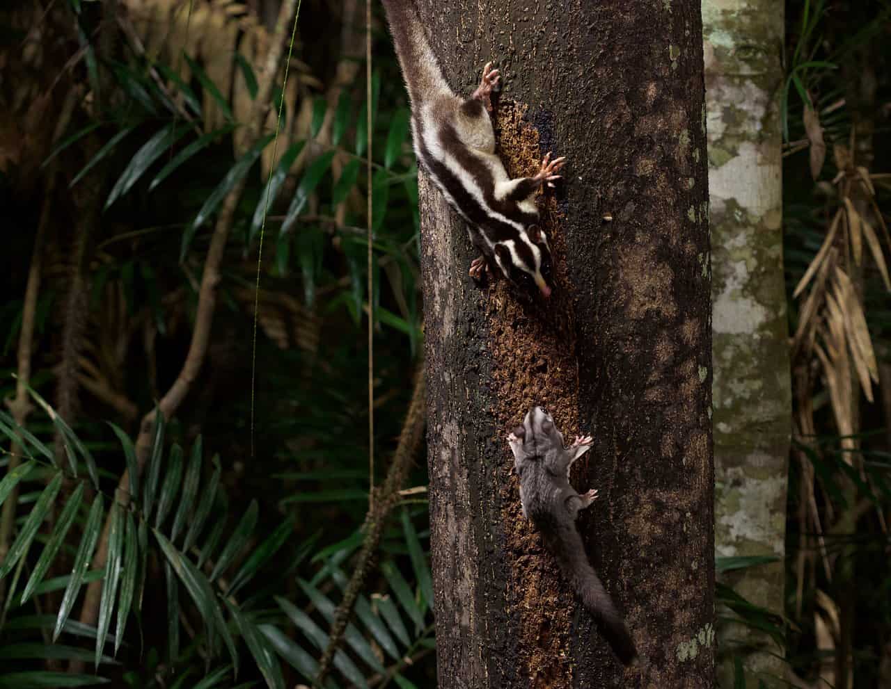 A Sugar Glider and Striped Possum at Chambers Wildlife Lodge, Lake Eacham- Australia // Travel Mermaid