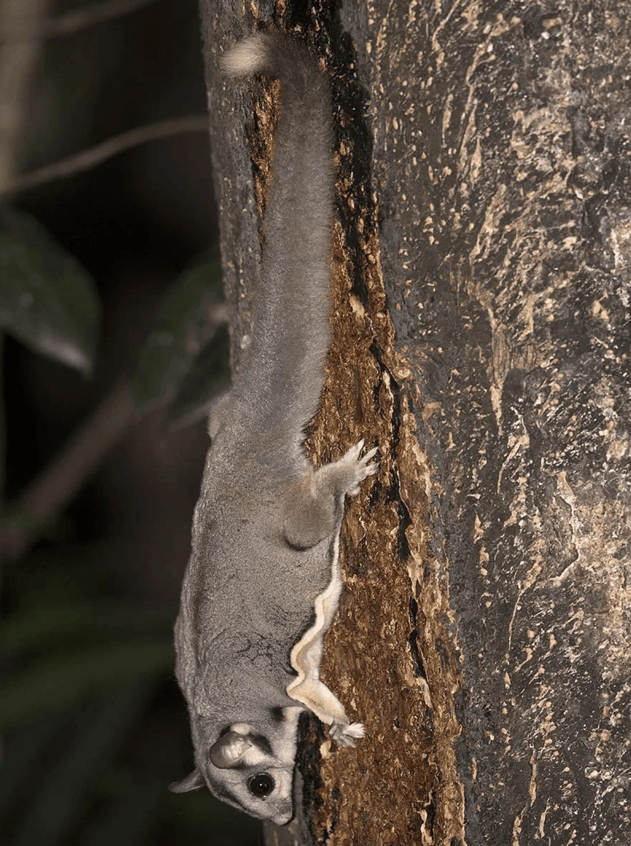 A Sugar Glider at Chambers Wildlife Lodge in the Atherton Tablelands, Australia // Travel Mermaid