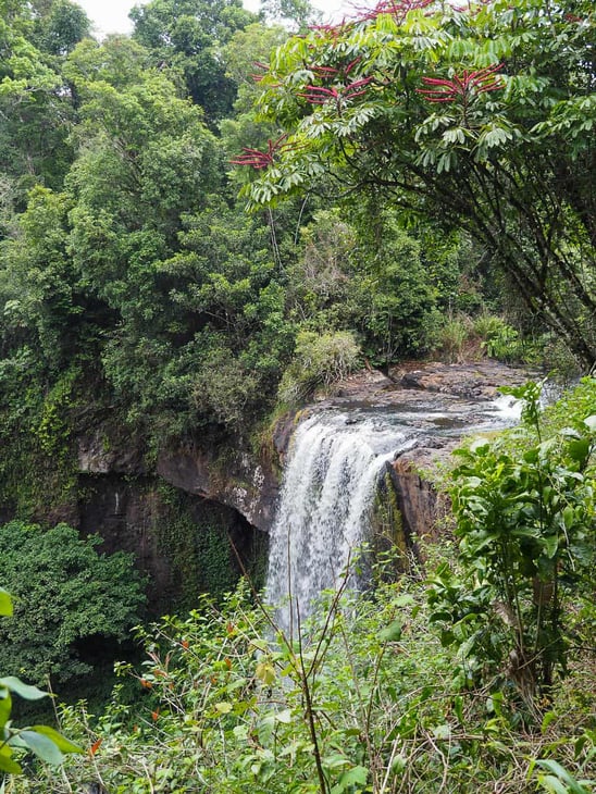Waterfall-Circuit-Atherton-Tablelands-North-Queensland-Australia ] Travel Mermaid