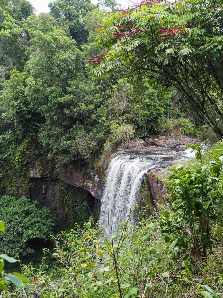 Waterfall-Circuit-Atherton-Tablelands-North-Queensland-Australia ] Travel Mermaid