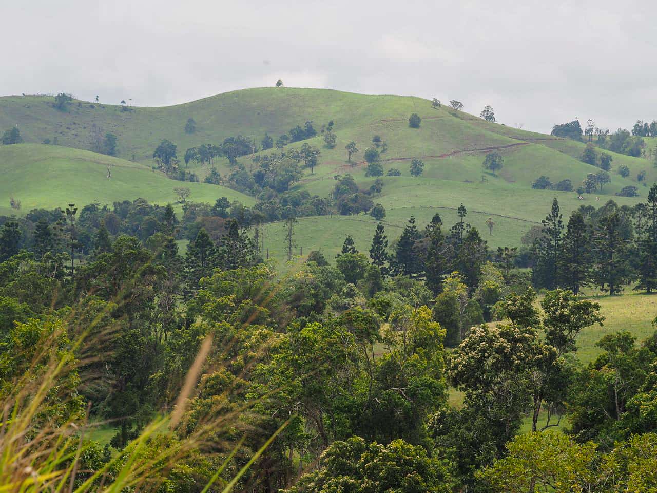 Countryside near Millaa Millaa in the Atherton Tablelands, North Queensland // TravelMermaid.com