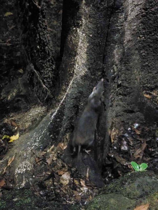 long-nosed-bandicoot-Chambers-Wildlife-Lodge-Atherton-Tablelands-North-Queensland-Australia ] Travel Mermaid 041