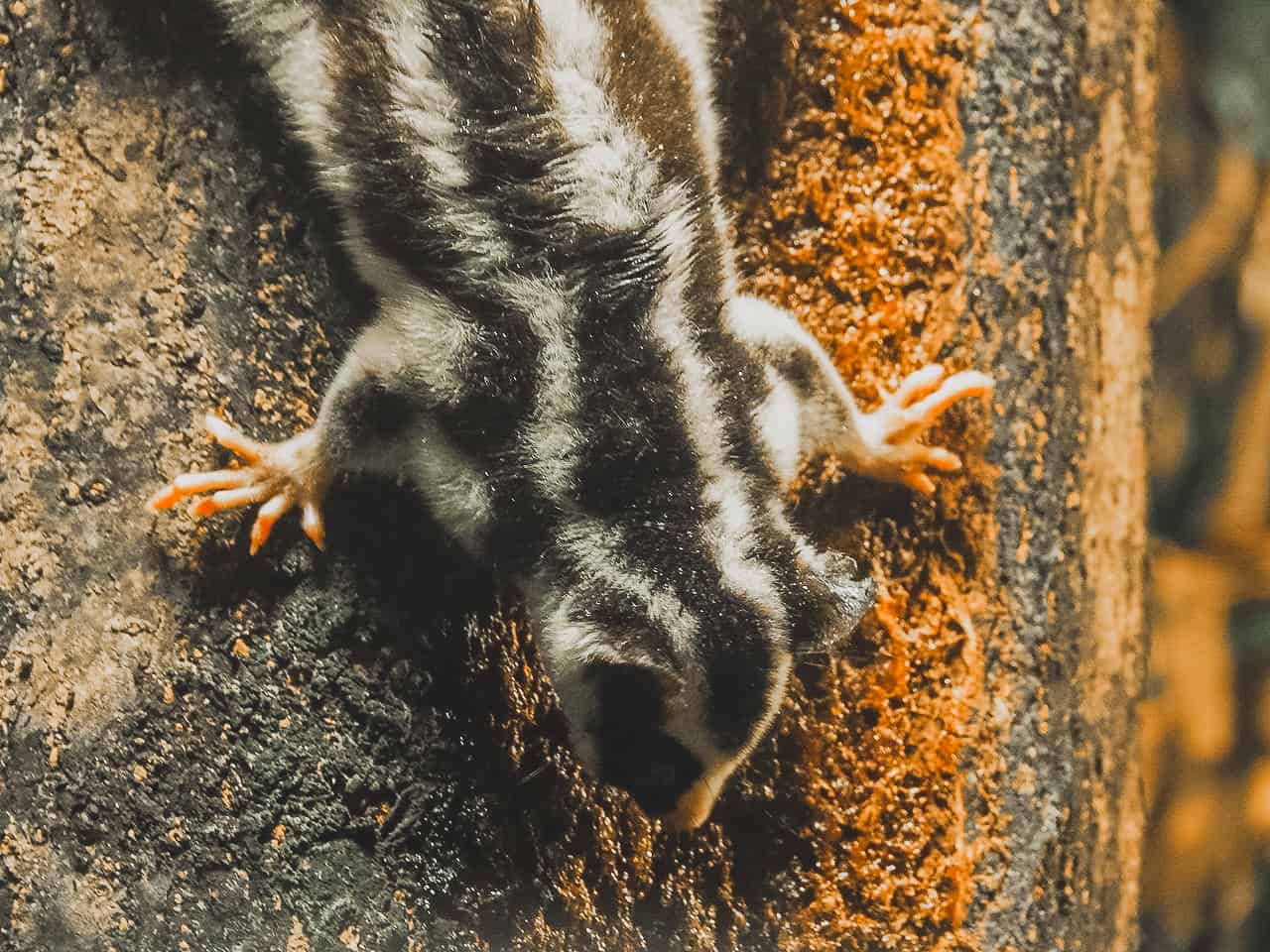 A Striped Possum at Chambers Wildlife Lodge in the Atherton Tablelands- Australia // Travel Mermaid