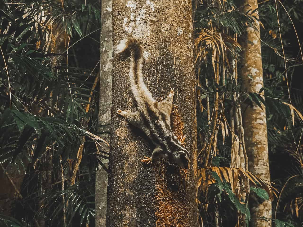 A Striped Possum at Chambers Wildlife Lodge in the Atherton Tablelands- Australia // Travel Mermaid