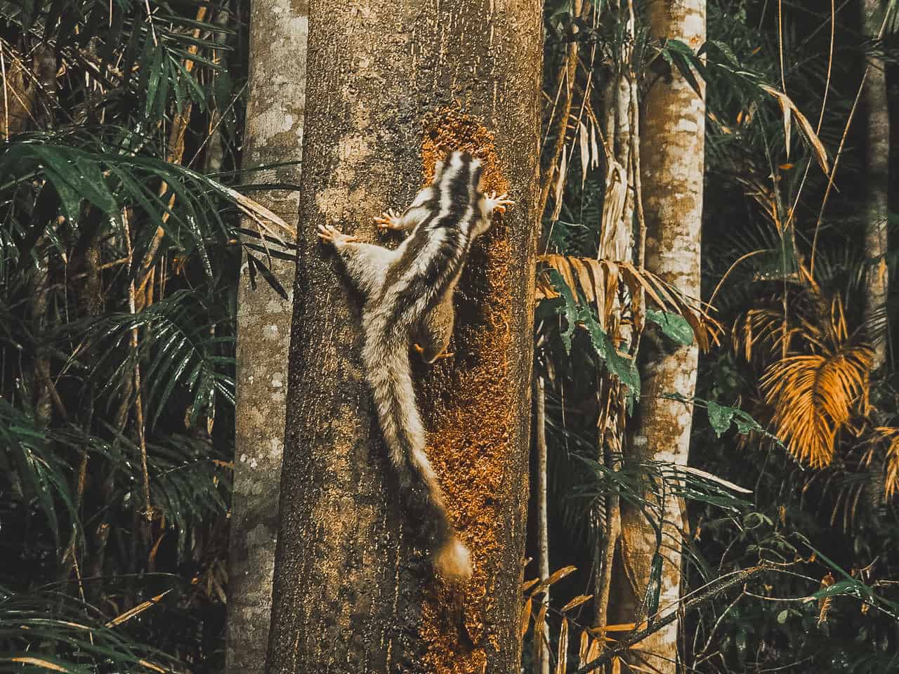 A striped possum at Chambers Wildlife Lodge in the Atherton Tablelands- Australia // Travel Mermaid