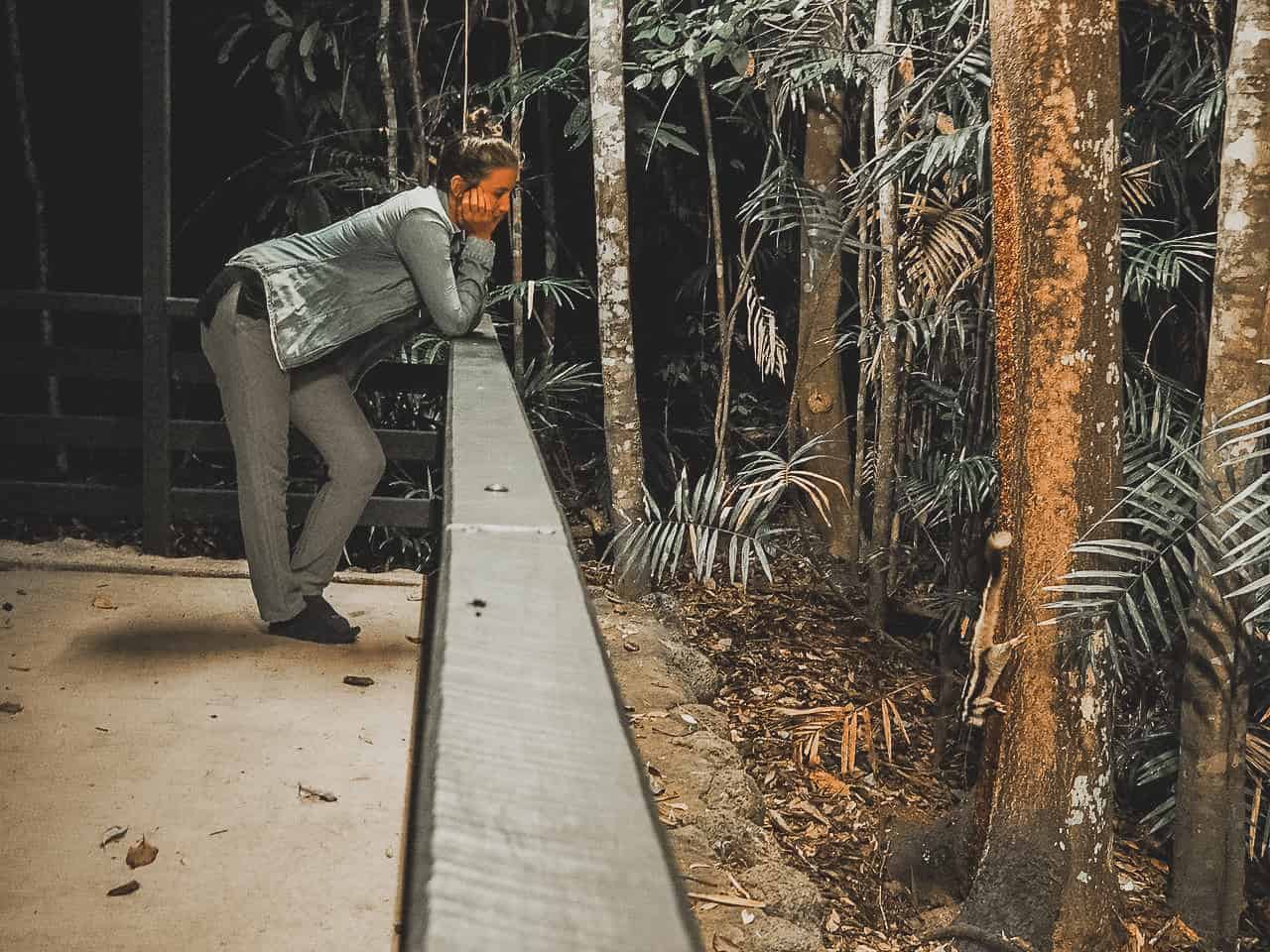 The wildlife viewing platform at Chambers Wildlife Rainforest Lodge in the Atherton Tablelands // Travel Mermaid