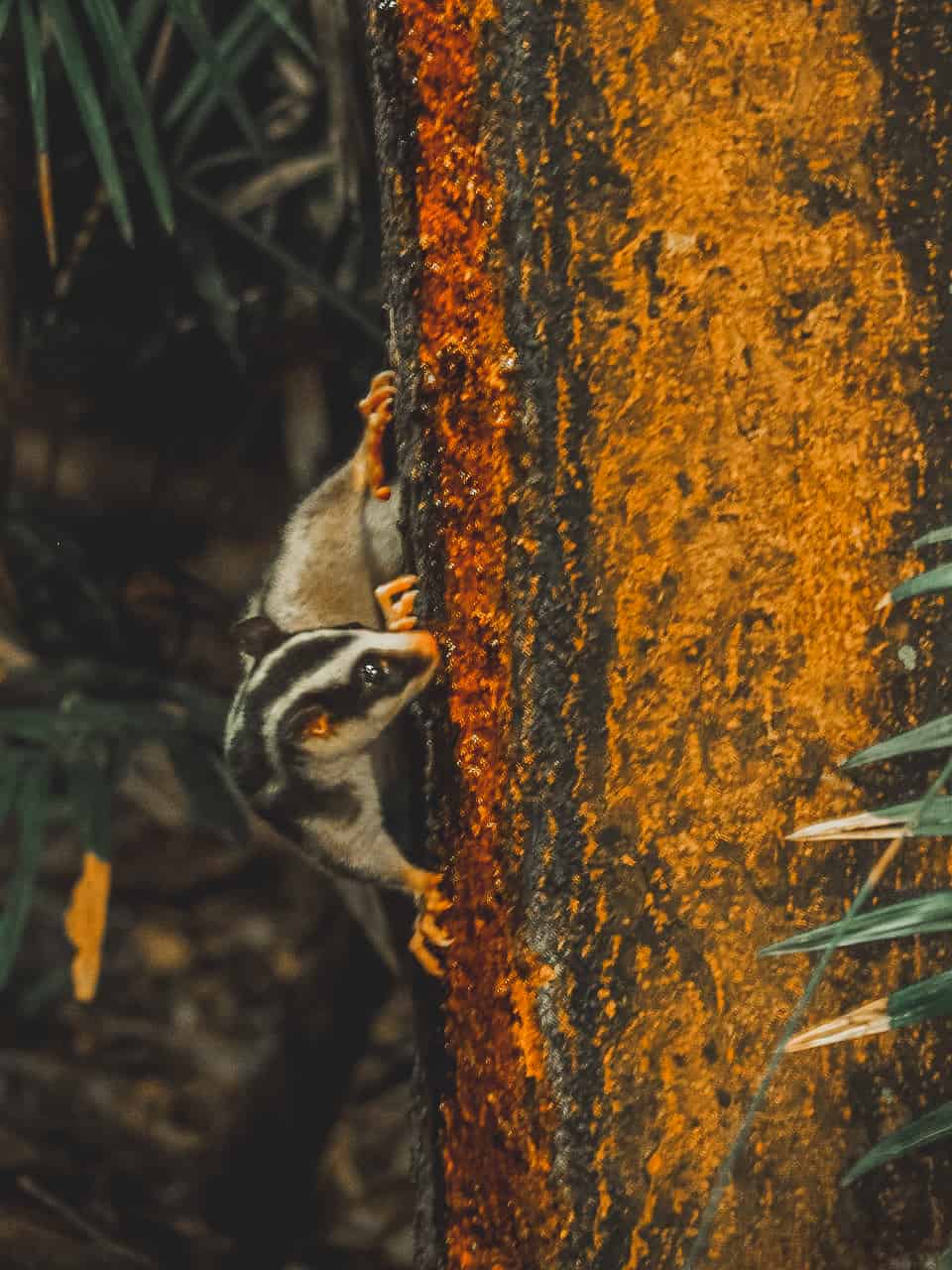 A Striped Possum at Chambers Wildlife Lodge in Far North Queensland- Australia // Travel Mermaid