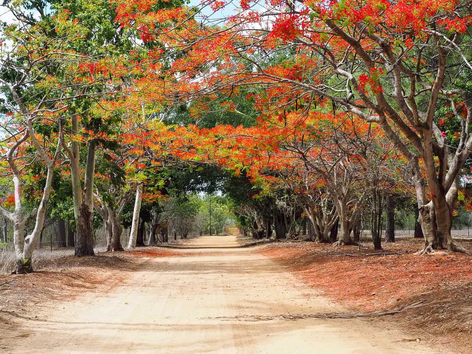 Granite-Gorge-Wallabies-Atherton-Tablelands-North-Queensland-Australia ] Travel Mermaid