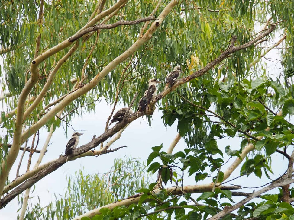 Granite-Gorge-Wallabies-Atherton-Tablelands-North-Queensland-Australia ] Travel Mermaid