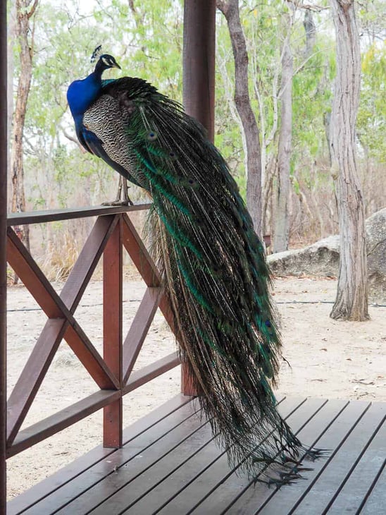 Granite Gorge hiking trail in Mareeba, Atherton Tablelands // Travel Mermaid
