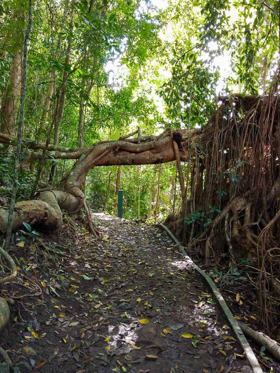 Twin kauris along Lake Barrine walking trail // Travel Mermaid
