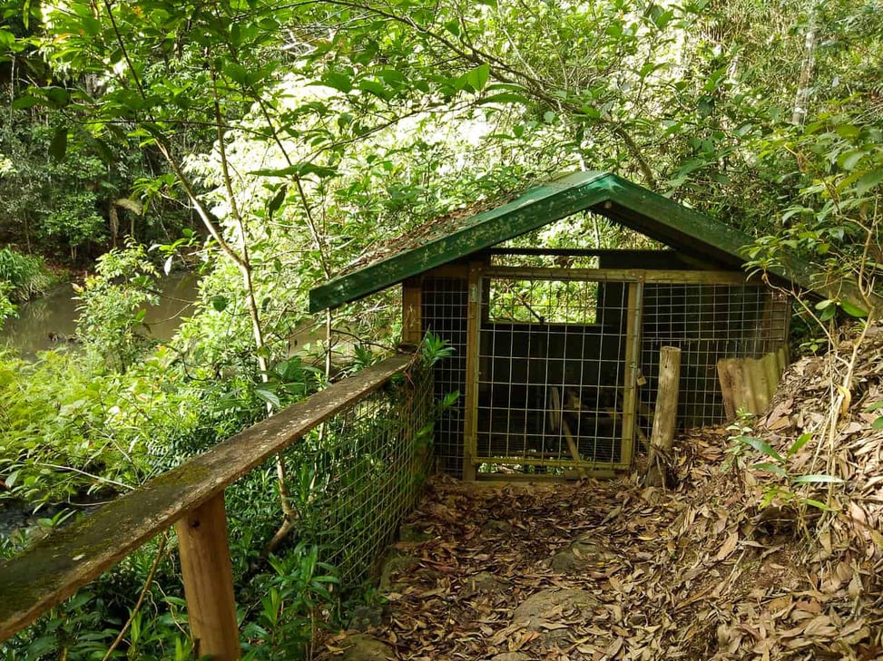 Peterson-Creek-walking-track-Yungaburra-Atherton-Tablelands-North-Queensland-Australia ] Travel Mermaid