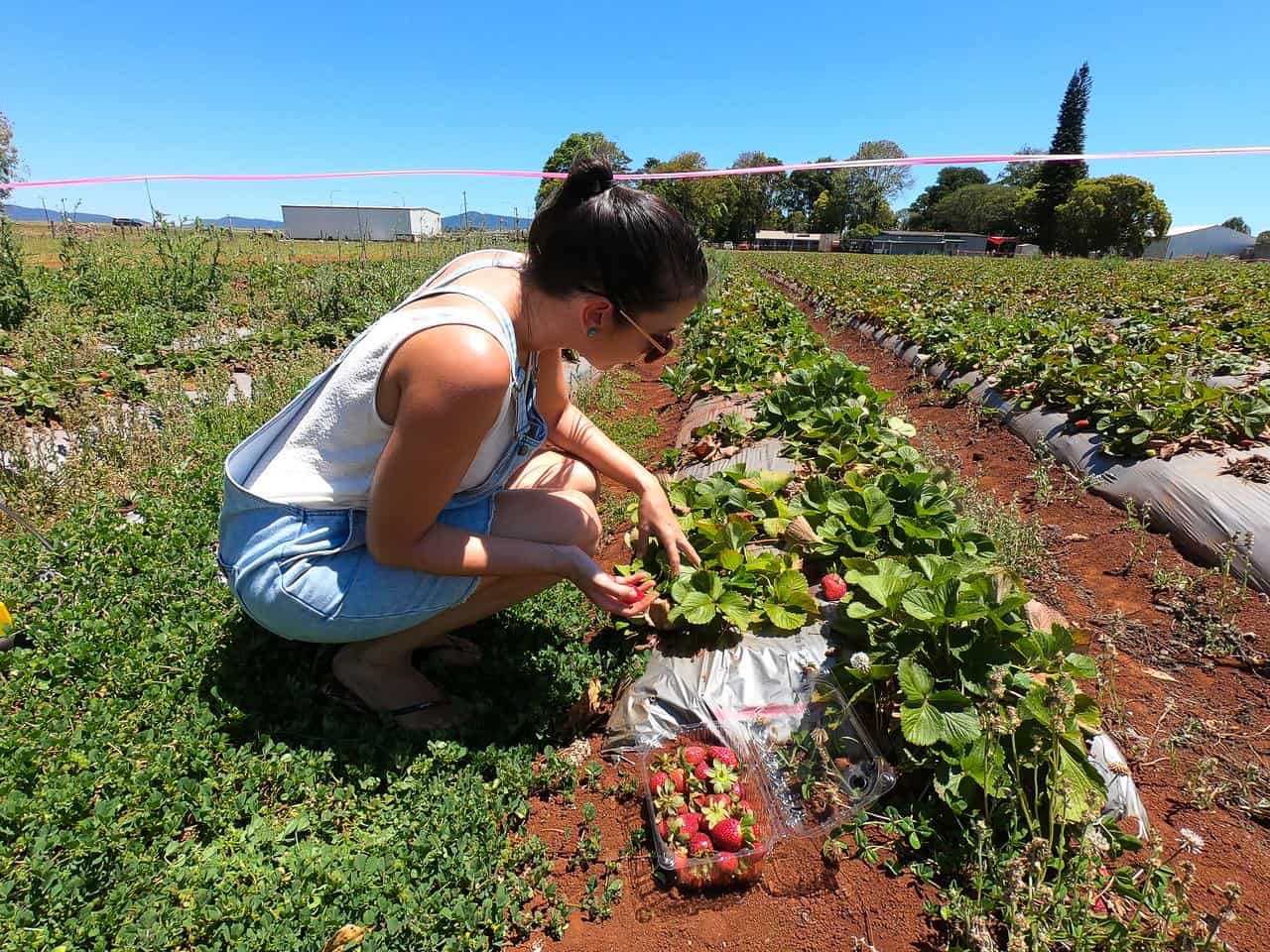 Strawberry picking at Shaylee Strawberry in Atherton, Queensland // Travel Mermaid 