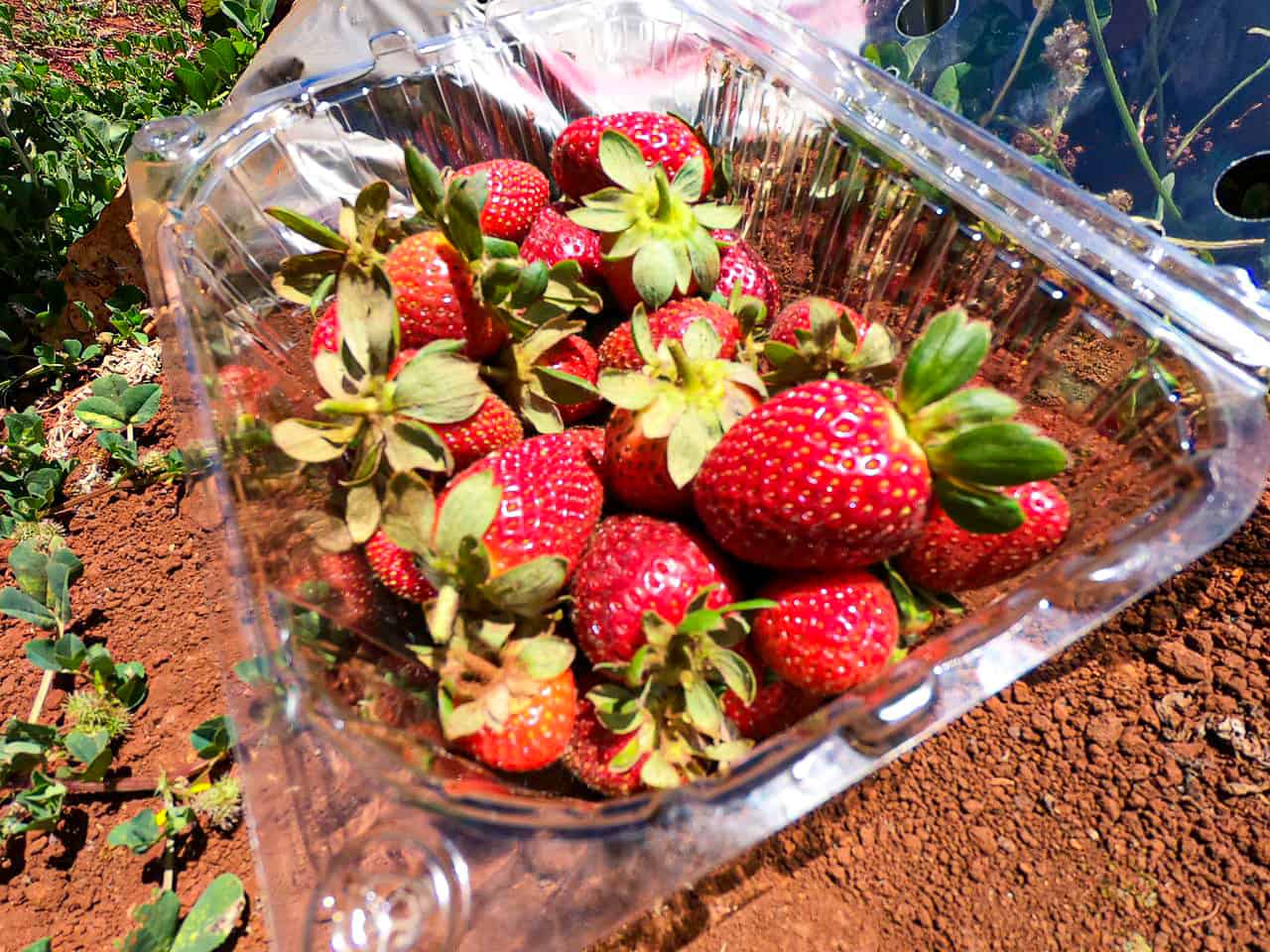 Picking strawberries at Shaylee Strawberry in Atherton, Queensland // Travel Mermaid