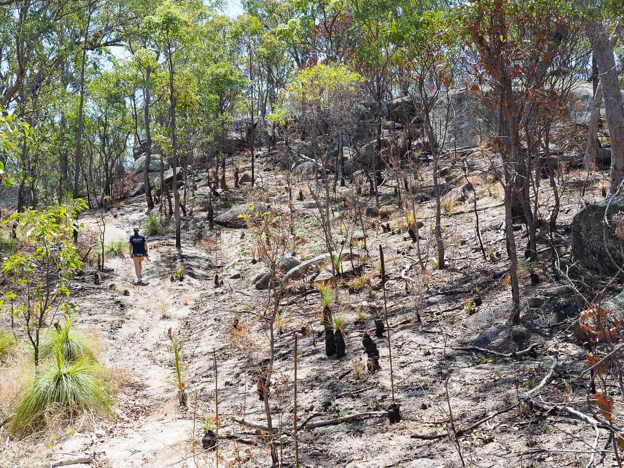 Torpedo-Bay-walking-track-Atherton-Tablelands-North-Queensland-Australia ] Travel Mermaid