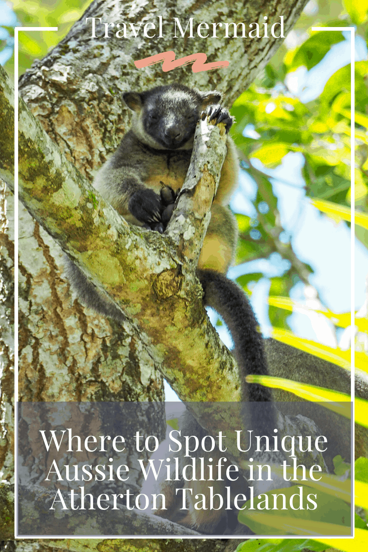 Where-to-Spot-Unique-Australian-Wildlife-in-the-Atherton-Tablelands-Queensland-Australia