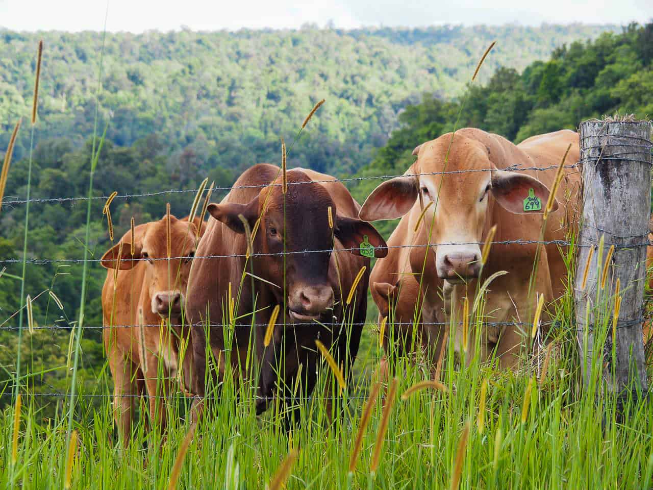 cows in the Atherton Tablelands- North Queensland, Australia // TravelMermaid.com