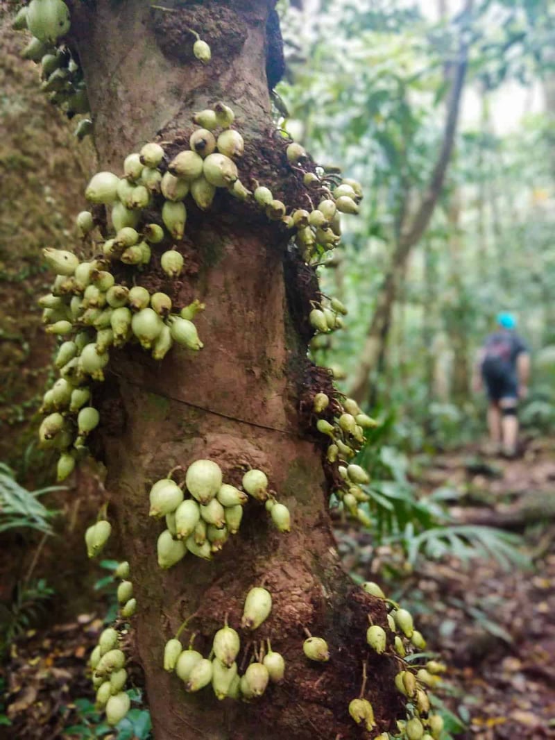 Berries on a tree along The Devil's Thumb hiking trail, Australia // Travel Mermaid