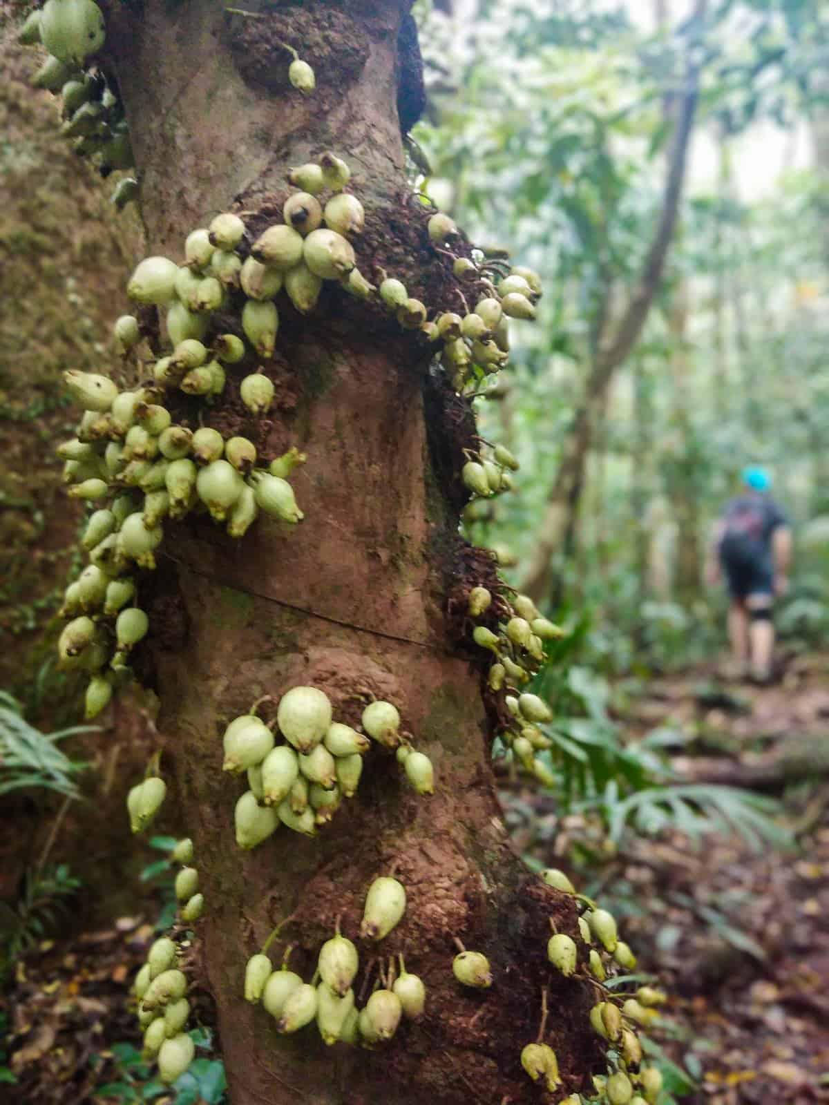 Berries on a tree along The Devil's Thumb hiking trail, Australia // Travel Mermaid