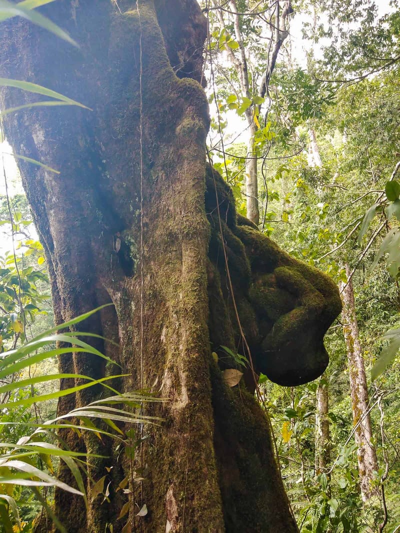 The Baby Growth Tree on The Devil's Thumb hike- Queensland, Australia // Travel Mermaid