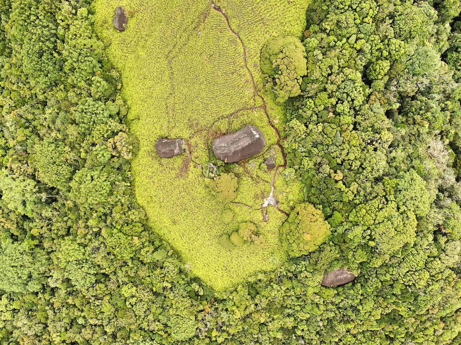 a drone shot of the coral fern patch along the Devil's Thumb hiking trail in Australia // Travel Mermaid