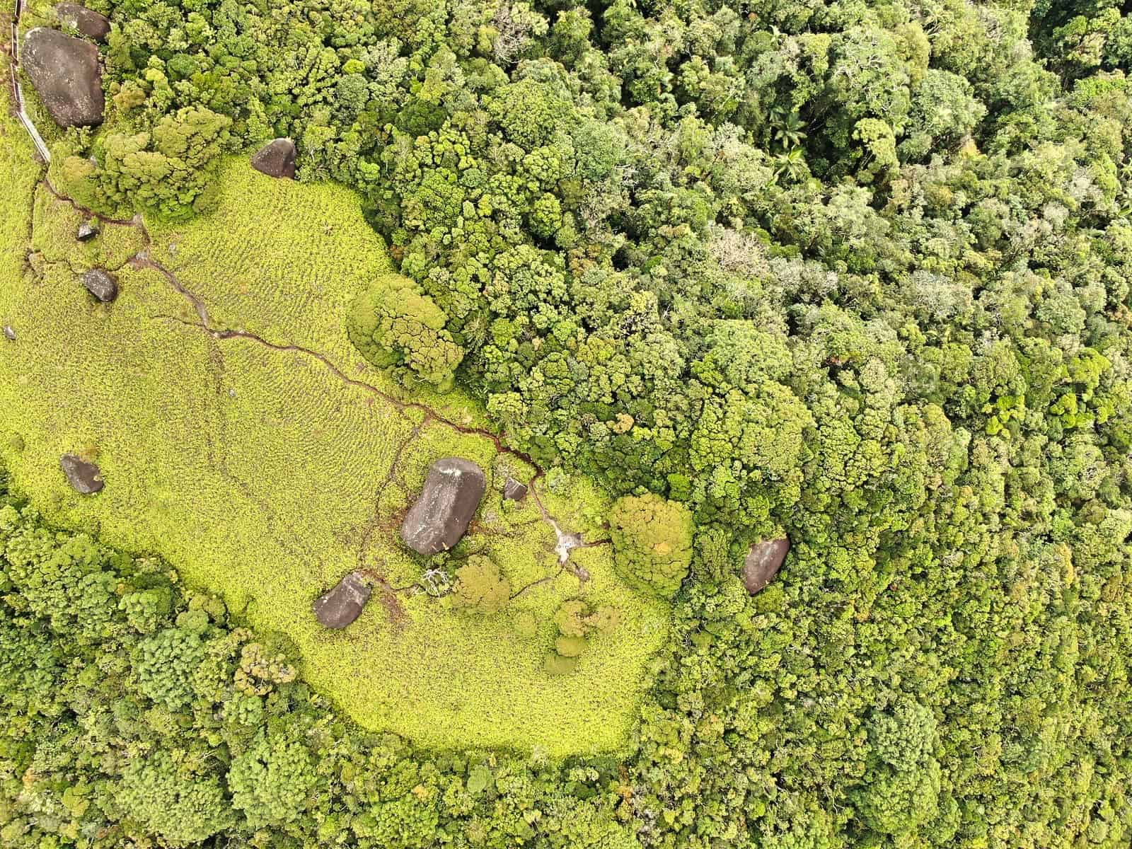 a drone shot of the coral fern patch along the Devil's Thumb trail, Queensland // Travel Mermaid