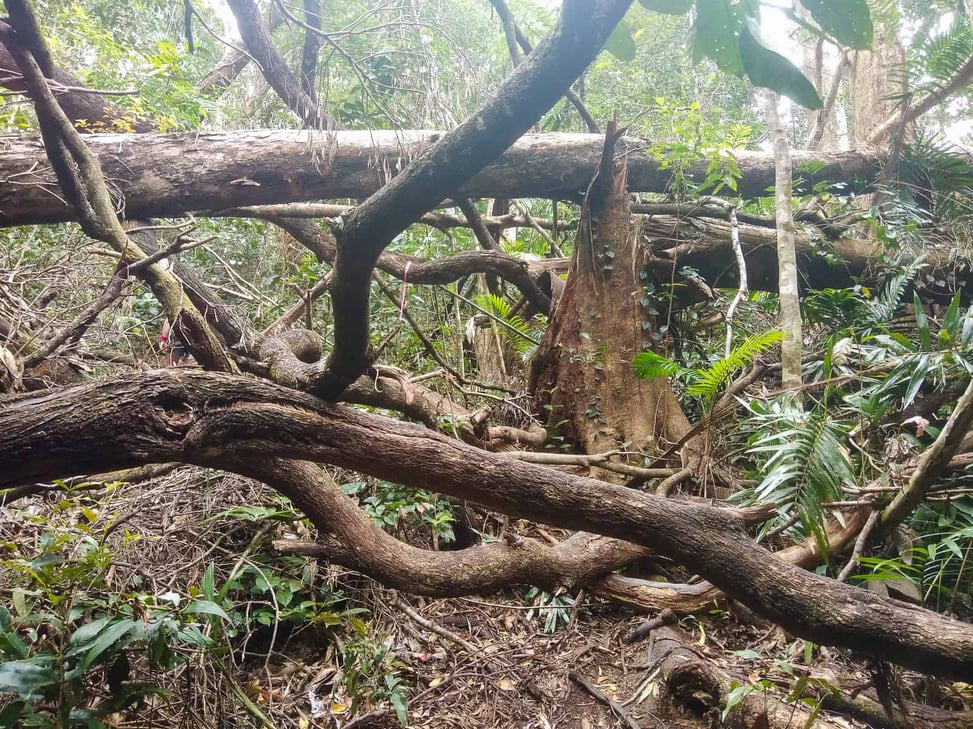 Fallen trees along The Devil's Thumb hiking trail // Travel Mermaid