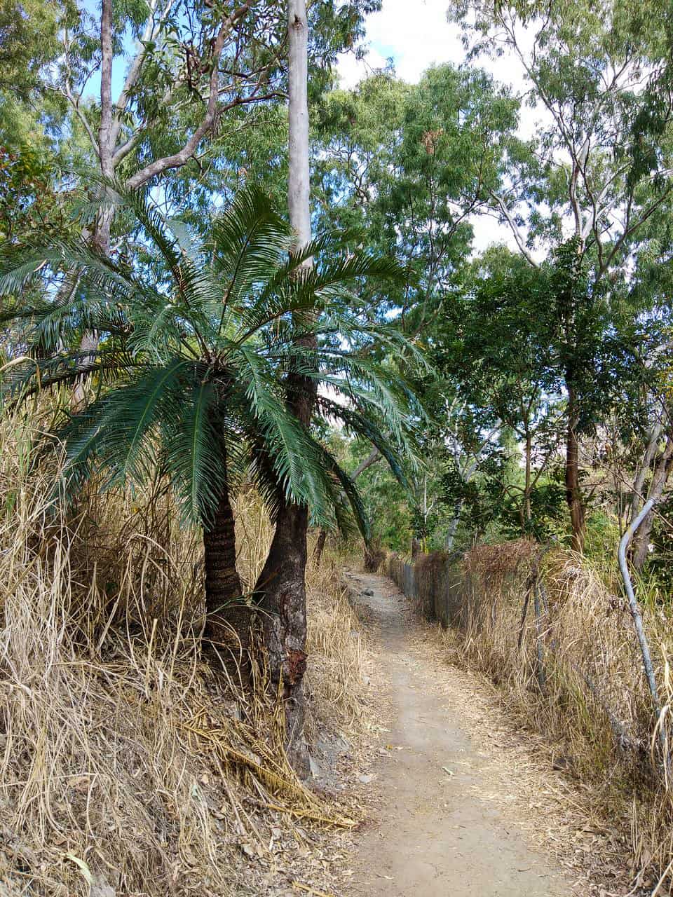 Hartley's Creek walking trail near Port Douglas in North Queensland, Australia // Travel Mermaid