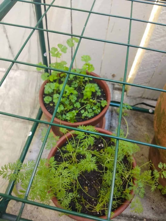 Growing herbs at home in a greenhouse // Travel Mermaid