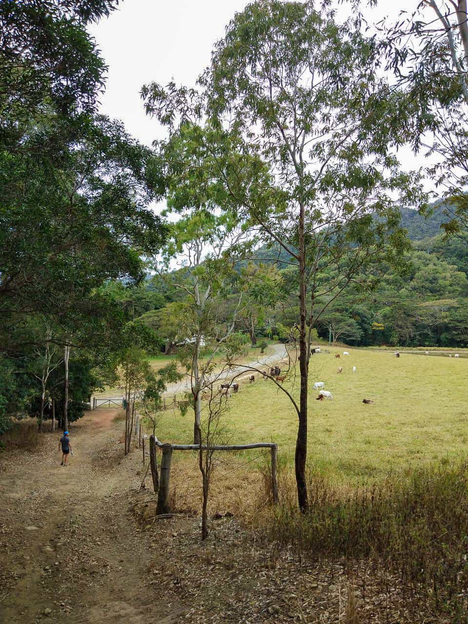 The paddock along the Bump Track in Port Douglas, Queensland // Travel Mermaid