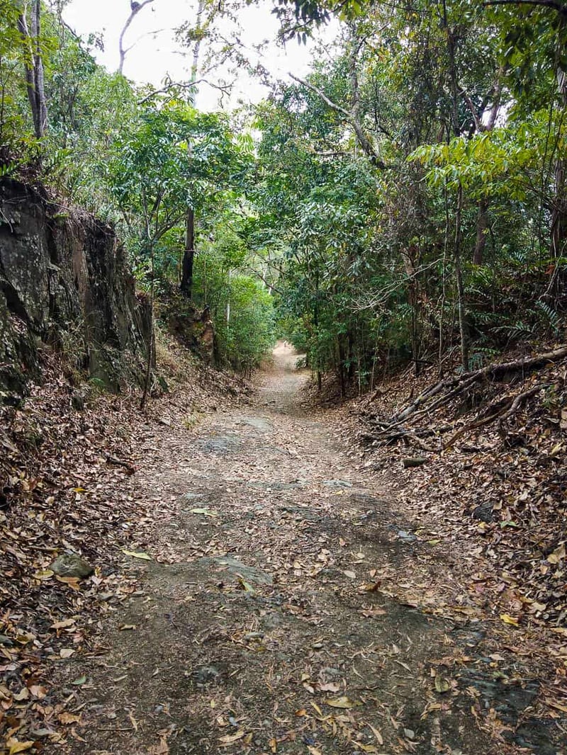 A steep hill along the Bump Track hiking trail in Port Douglas, Australia // Travel Mermaid
