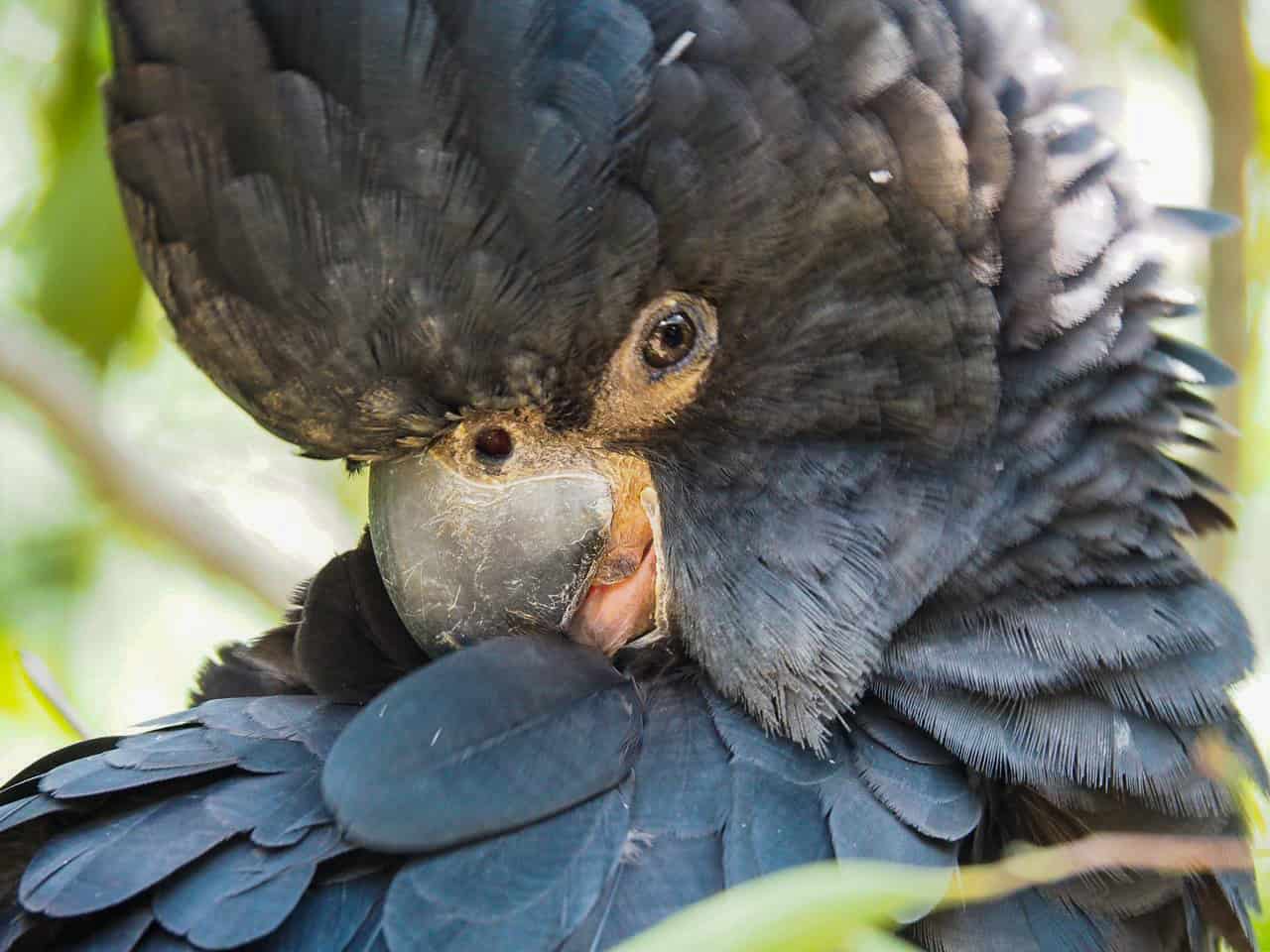 A black cockatoo at the Wildlife Habitat in Port Douglas, Australia // Travel Mermaid