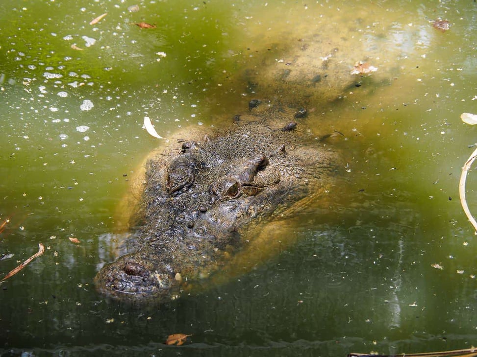 A saltwater crocodile at the Wildlife Habitat in Port Douglas, Australia // Travel Mermaid