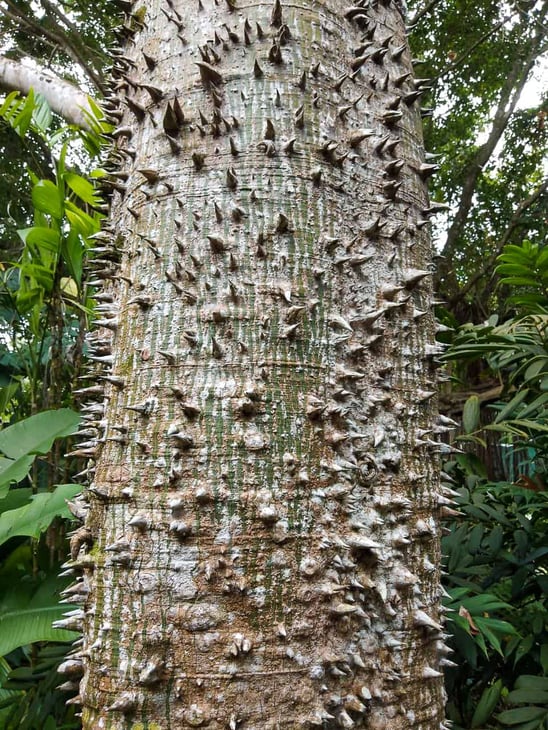 Botanical Gardens in Cairns, Queensland // Travel Mermaid