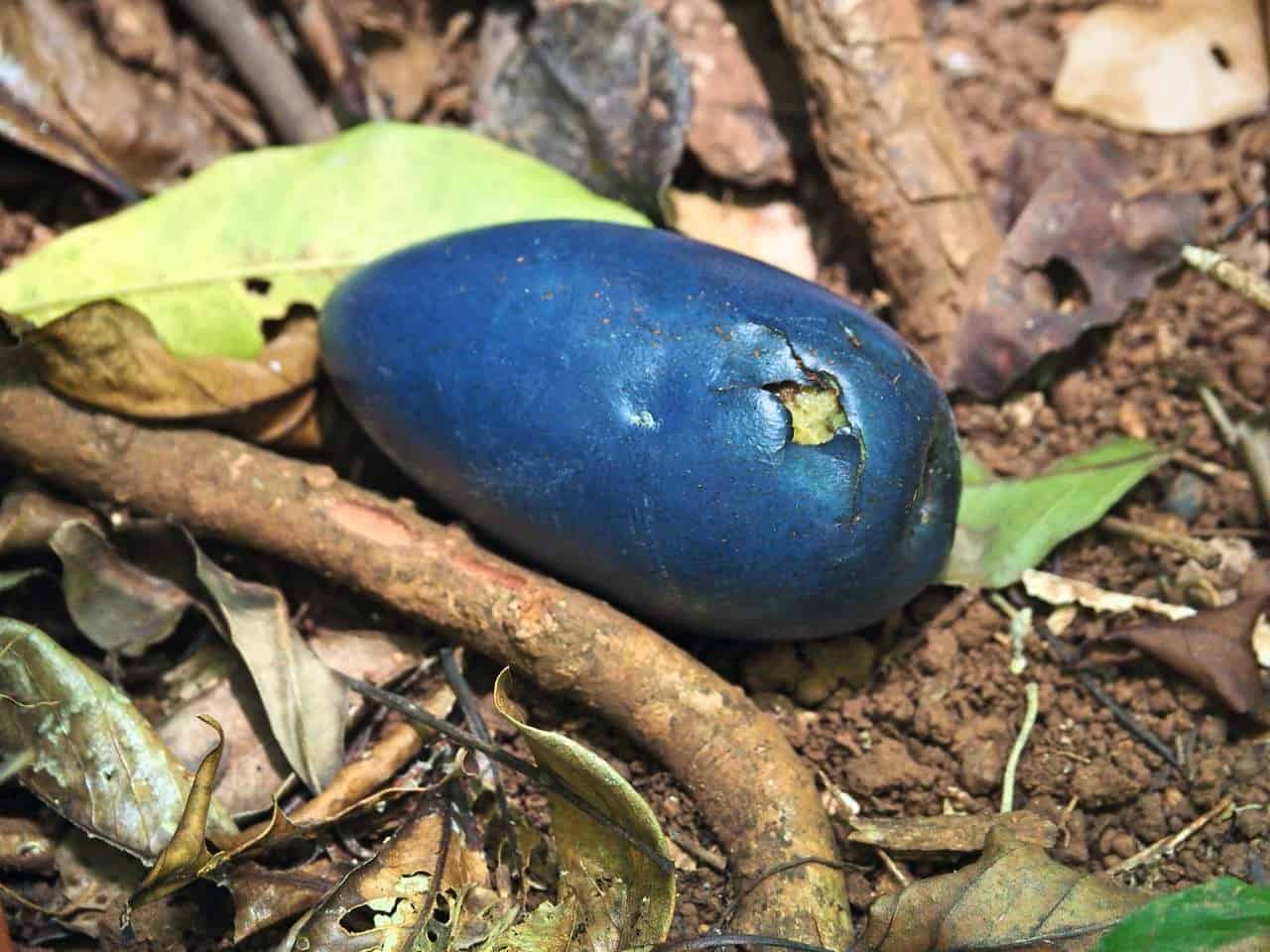 A cassowary plum in the Daintree rainforest, Australia // Travel Mermaid