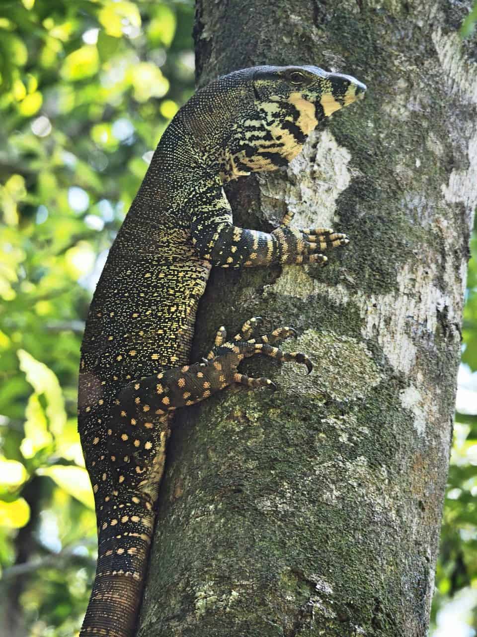 A lace monitor in the Daintree Rainforest, Australia // Travel Mermaid