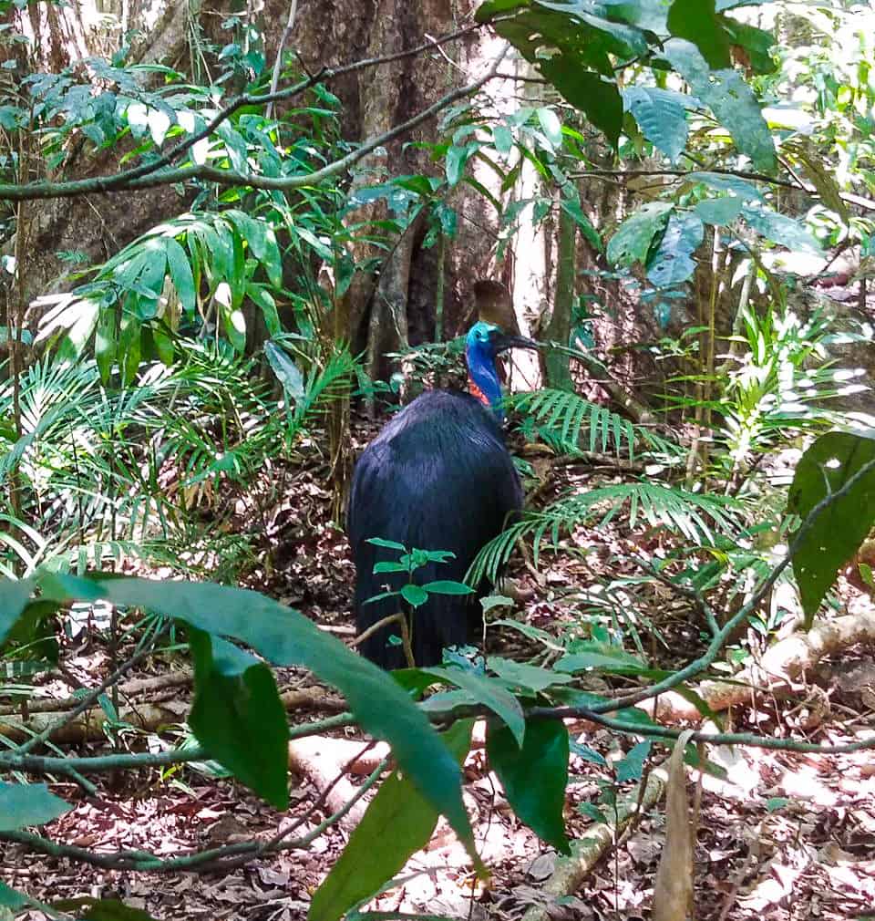 A Southern Cassowary in the Daintree Rainforest, Australia // Travel Mermaid