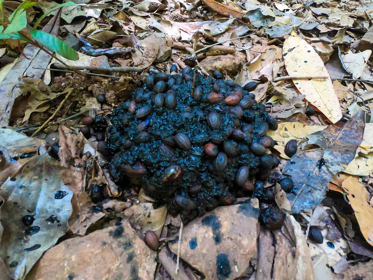 Cassowary poo along the Jindalba Circuit Walking Track in the Daintree Rainforest, Australia // Travel Mermaid