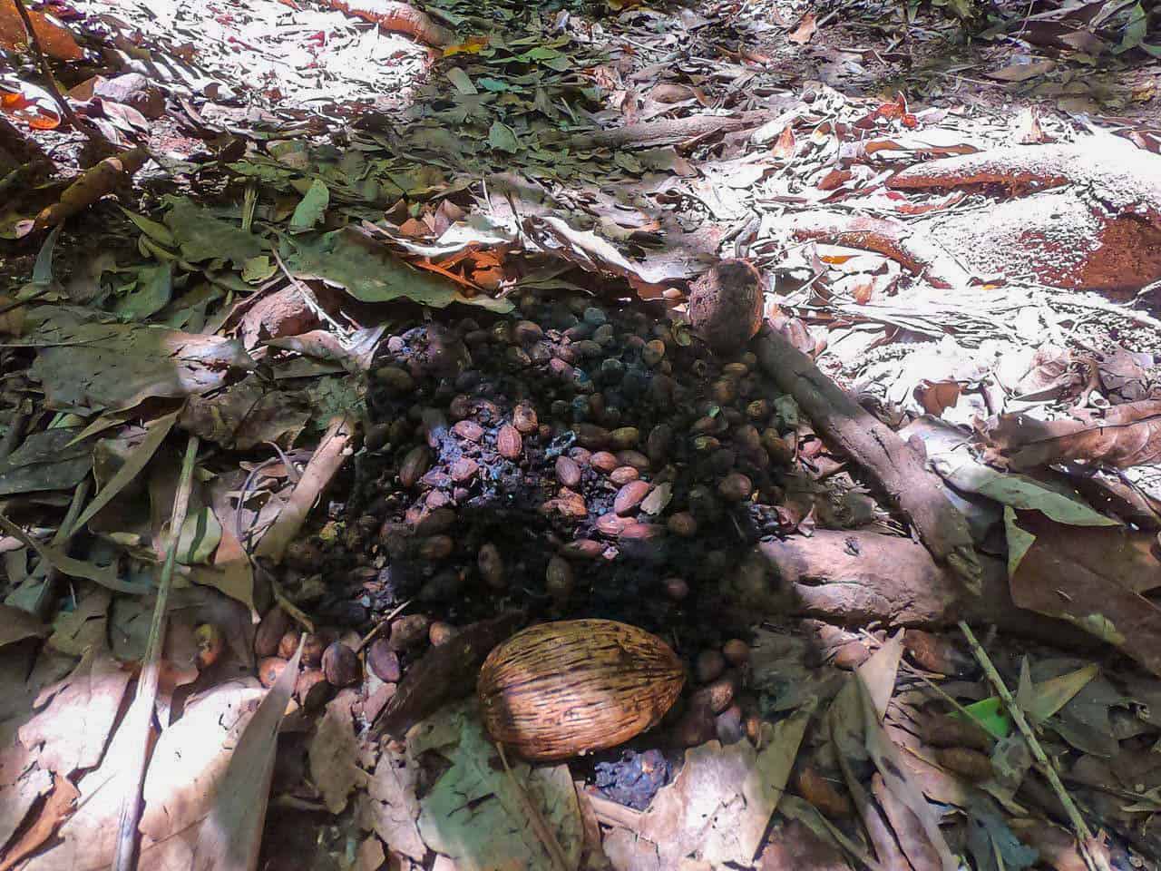 Cassowary poo along the Jindalba Circuit Walking Track in the Daintree Rainforest, Australia // Travel Mermaid