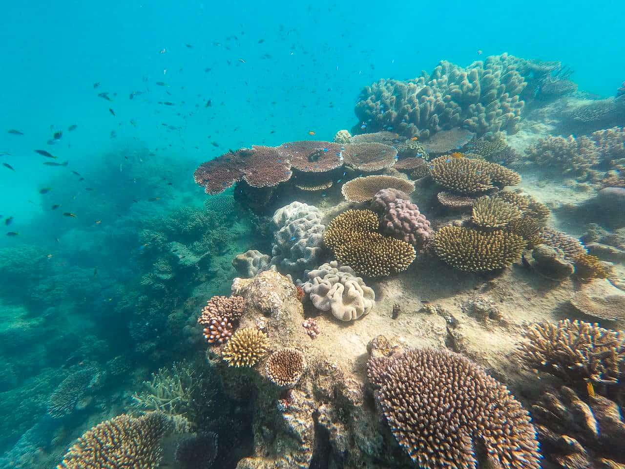 Coral in the Outer Great Barrier Reef near Port Douglas // Travel Mermaid