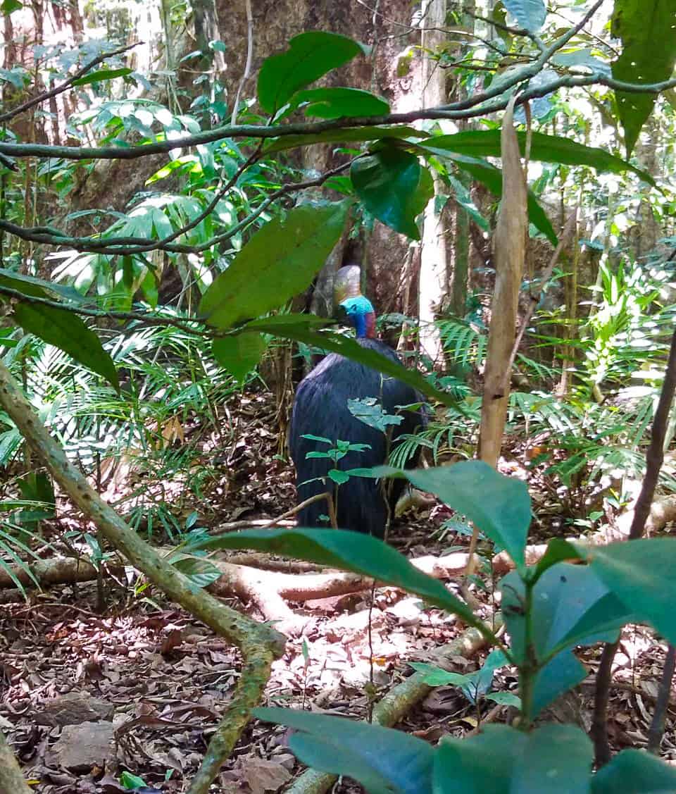 A Southern Cassowary in the Daintree Rainforest, Australia // Travel Mermaid