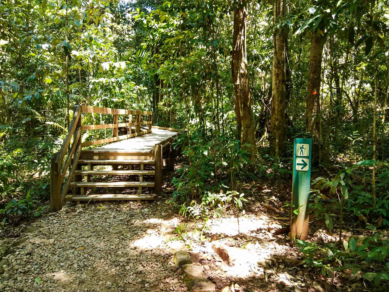 The Jindalba Circuit Walking Track in the Daintree Rainforest, Australia // Travel Mermaid