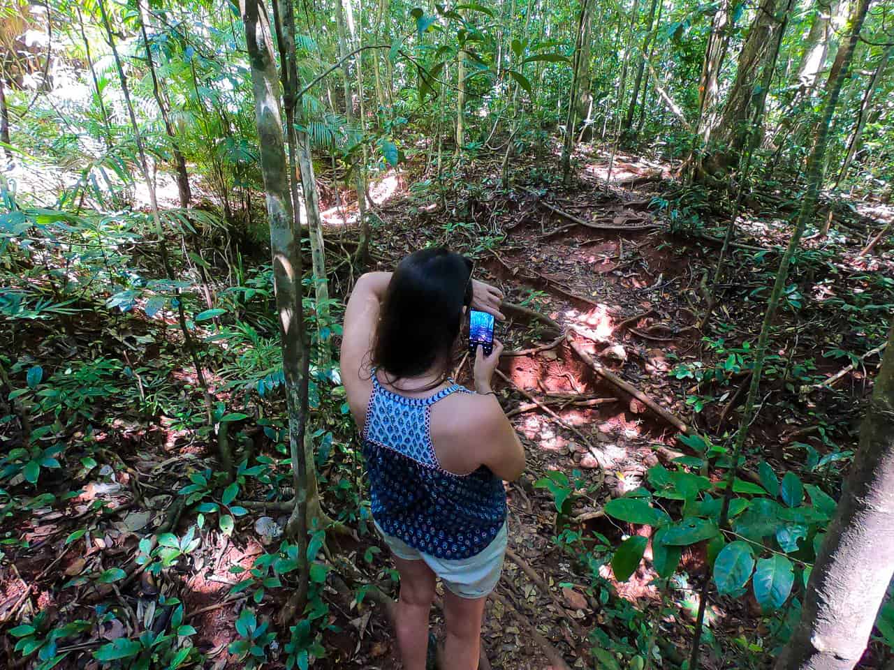 The Jindalba Circuit Walking Track in the Daintree Rainforest, Australia // Travel Mermaid