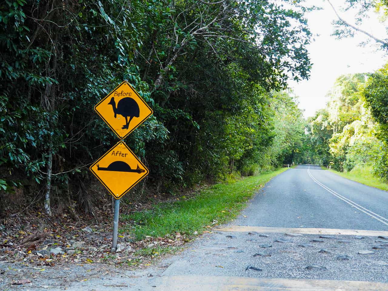 Cassowary before and after warning sign in the Daintree Rainforest, Australia // Travel Mermaid