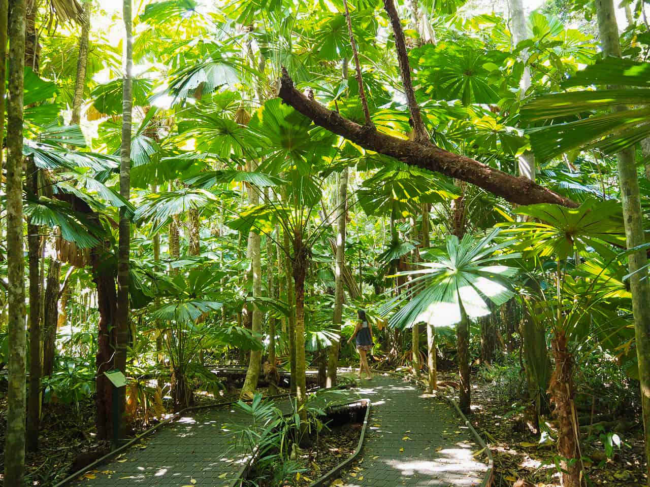 10 Awesome Things To Do In The Daintree Rainforest (2024) • Travel Mermaid