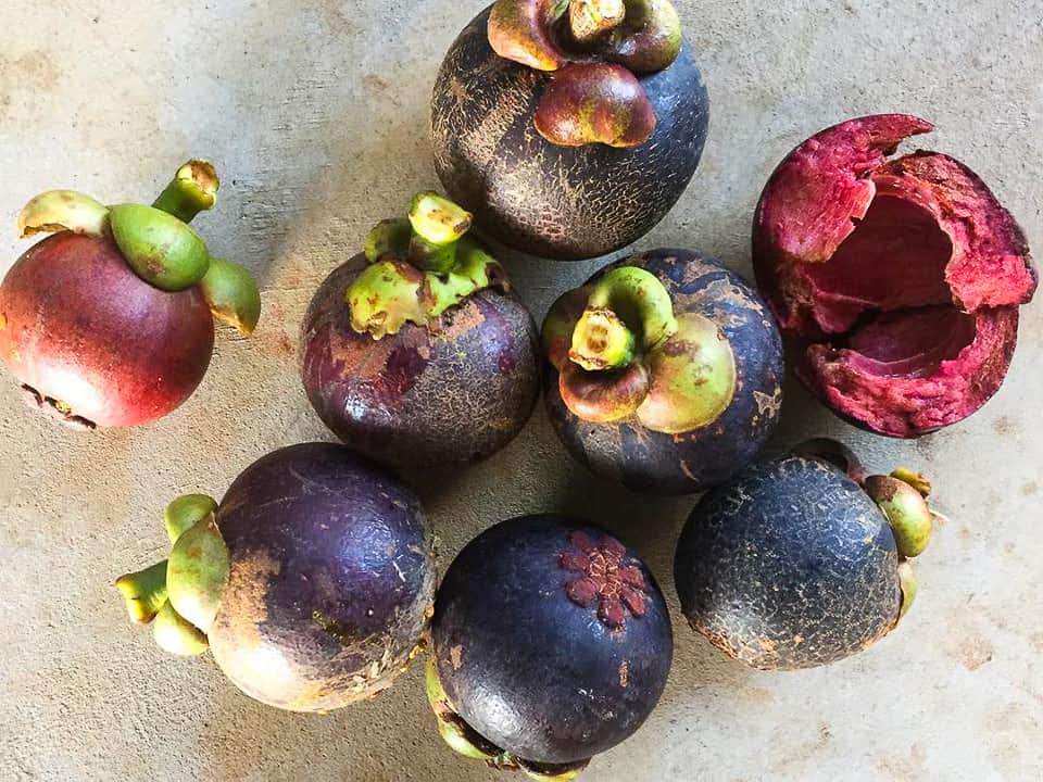 Mangosteen harvest at Wildwood in Cape Tribulation, Far North Queensland // Travel Mermaid